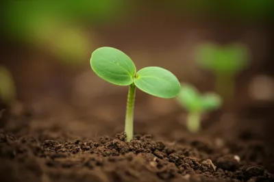 Illustration dicots - Image 1