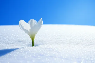 Illustration undefiled