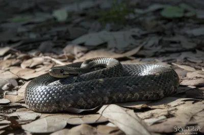 Illustration serpent