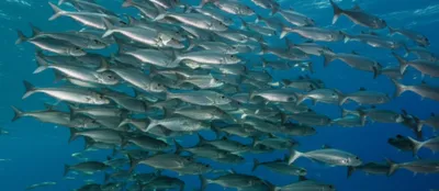 Illustration scull - Image 1