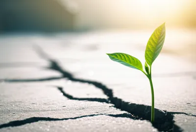 Illustration renewing - Image 1