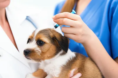 Illustration microchip - Image 1