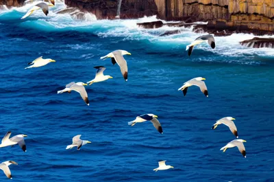 Illustration gulls - Image 1