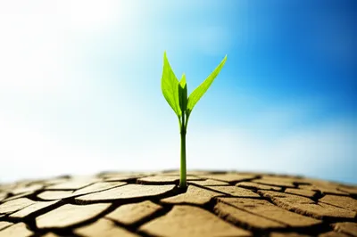 Illustration survived