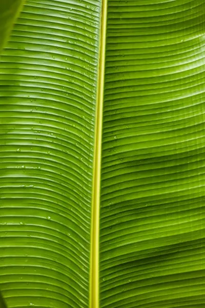 Illustration ribbing - Image 2