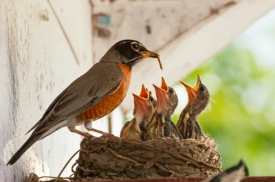 Illustration regurgitations