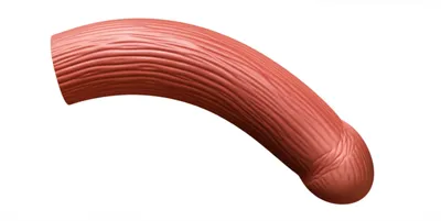 Illustration boner - Image 1