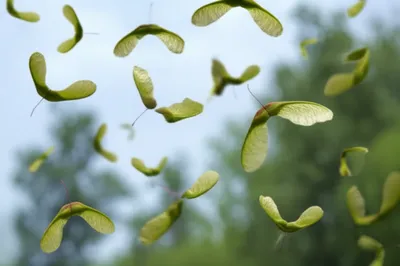 Illustration helicopter - Image 1