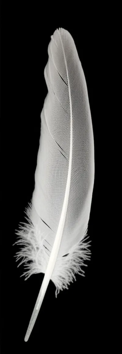 Illustration spear - Image 1