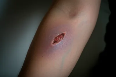 Illustration wolf - Image 1