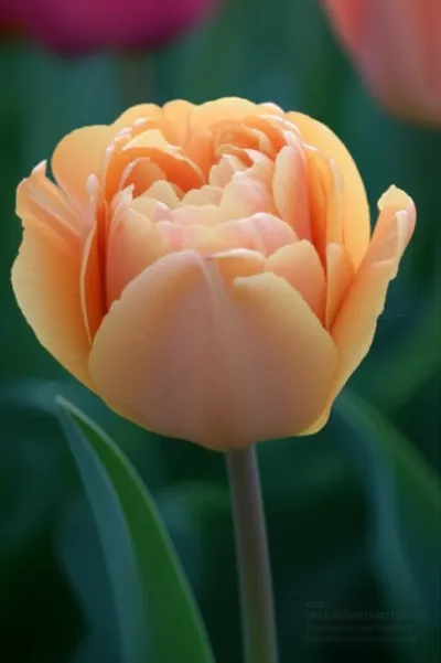 Illustration tulips - Image 1