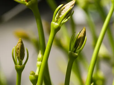 Illustration buds - Image 1