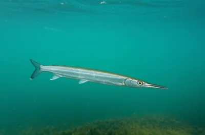 Illustration gars - Image 1