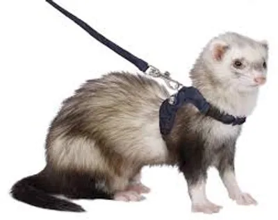 Illustration ferret - Image 2