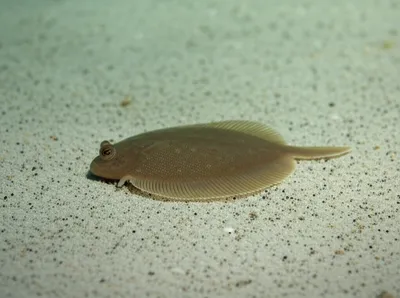 Illustration tongues - Image 1