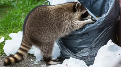 Illustration paw - Image 1