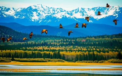 Illustration migrate - Image 1