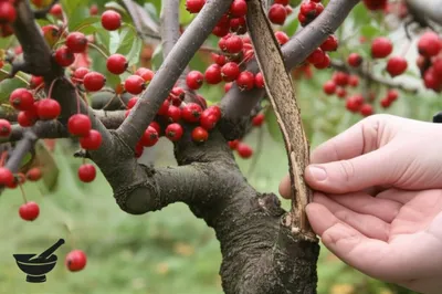 Illustration crab - Image 1