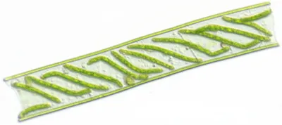 Hình ảnh minh họa algae - Ảnh 1