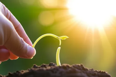 Illustration coaxes - Image 1