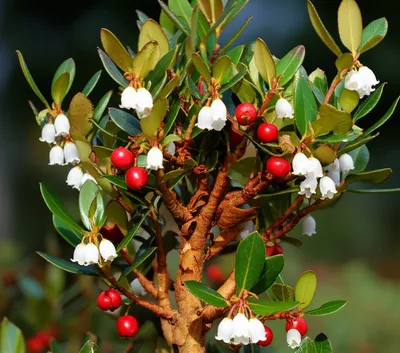 Illustration arbutus - Image 1