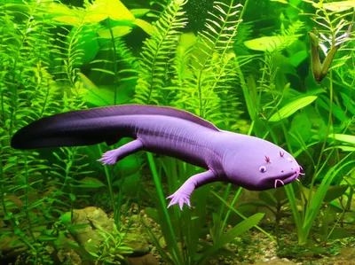 Illustration siren - Image 1