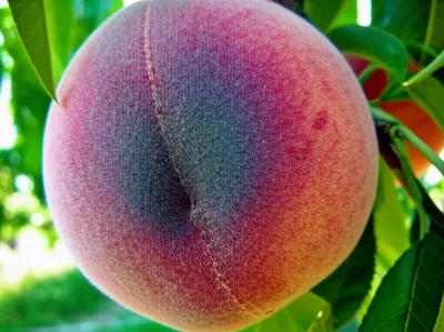 Illustration bruised - Image 1