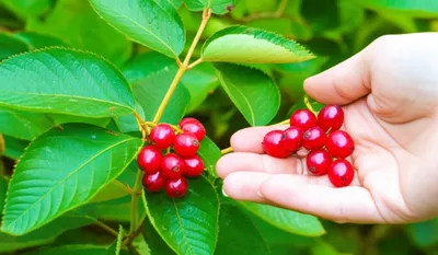 Illustration extracts - Image 1