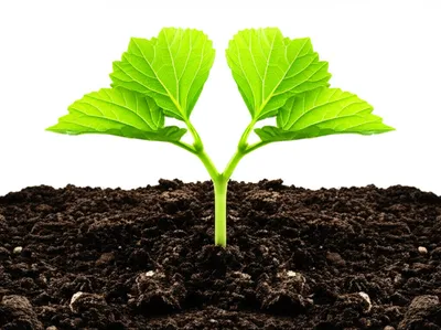 Illustration twofold - Image 1