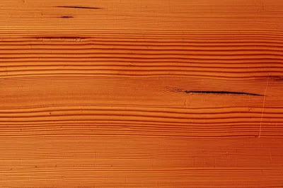 Illustration redwood - Image 1