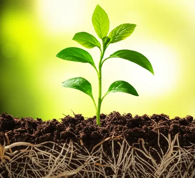 Illustration nourishes - Image 1