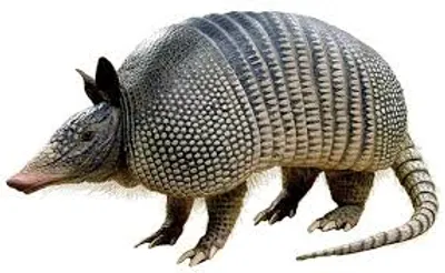 Illustration armadillo - Image 2