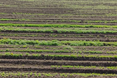 Illustration baulks - Image 1