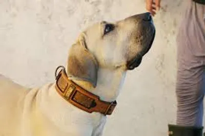 Illustration collar - Image 2