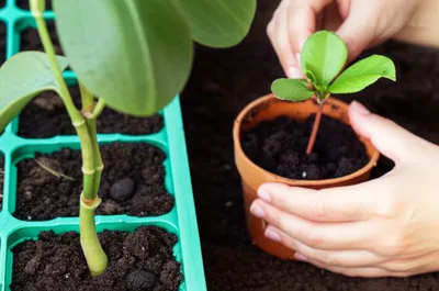 Illustration adopts - Image 2