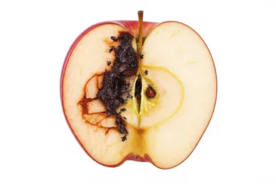 Illustration septic - Image 1