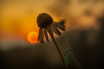 Illustration ceasing - Image 1