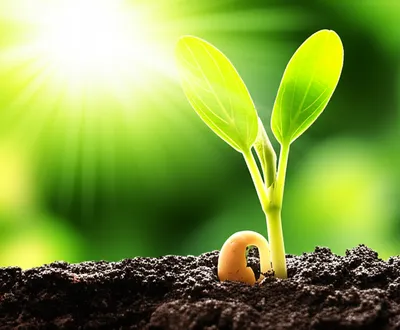 Illustration manifest - Image 1