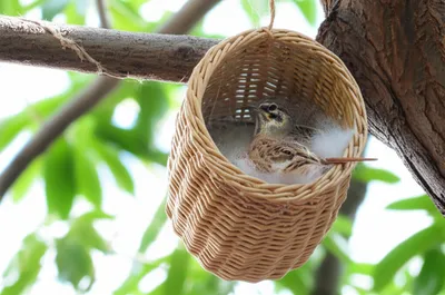 Illustration crib - Image 1