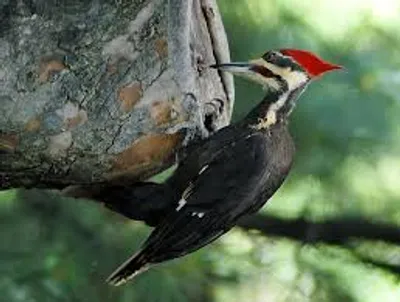Illustration woodpecker - Image 2