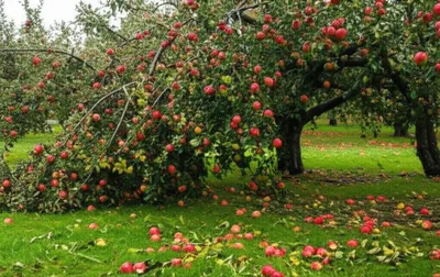 Illustration windfall