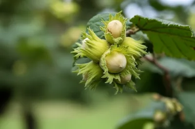 Illustration cob - Image 1