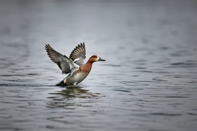 Illustration whim - Image 1