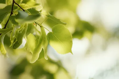 Illustration tilleul - Image 1