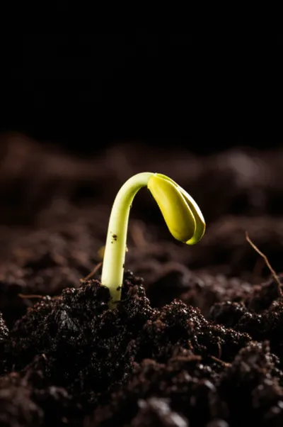 Illustration primeval - Image 1