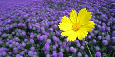 Illustration individuality