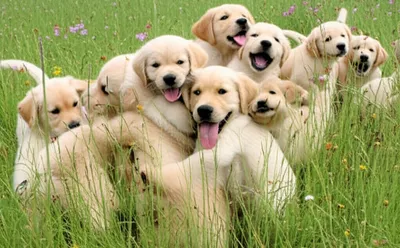 Illustration romped - Image 1