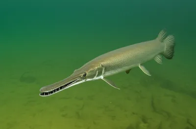 Illustration gars - Image 1