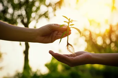 Illustration avail - Image 1