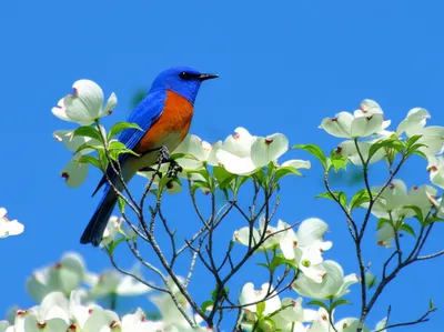 Illustration bluebird - Image 1